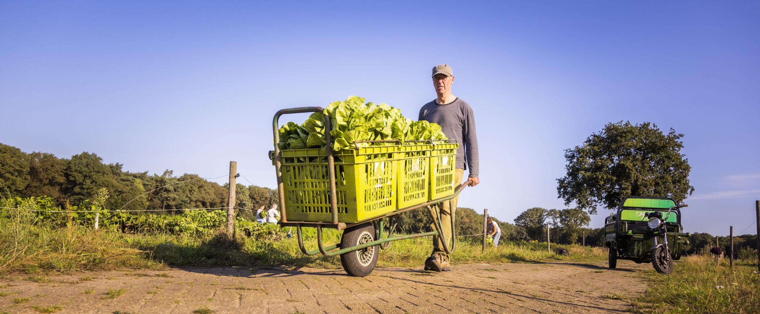 Een wat oudere man met een pet op duwt een steekwagen met drie kratten verse sla voort. Op de achtergrond zijn akkers met groenten te zien.