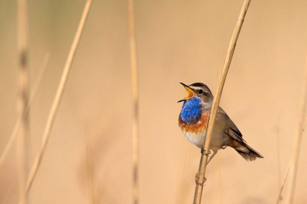 natuur-biodiversiteit-vogel-op-land-herenboeren