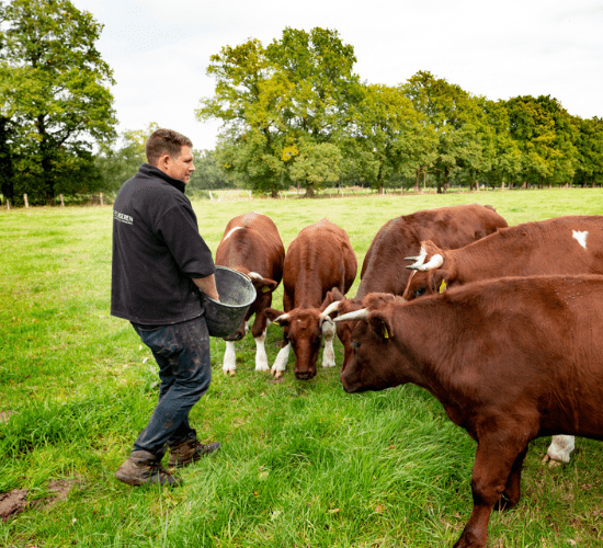 Een man in een zwarte trui met daarop het Herenboeren logo voert koeien vanuit een emmer. De koeien staan in een halve cirkel om hem heen.