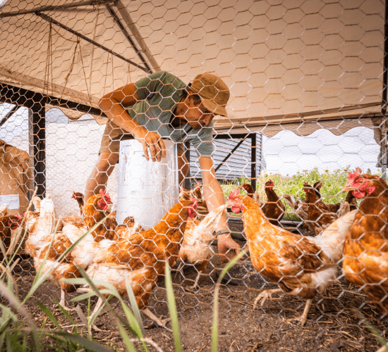 Een man strooit kippenvoer in een grote ren waarin kippen veel ruimte hebben om vrij rond te lopen.