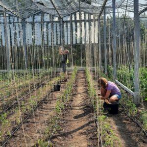 In de kas zijn twee leden aan het werk en staan rijen plantjes die zijn opgebonden met touw