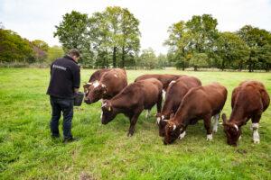 Een Herenboeren-boer steekt zijn hand in een emmer terwijl een groepje van zes bruine koeien voor hem staan te grazen
